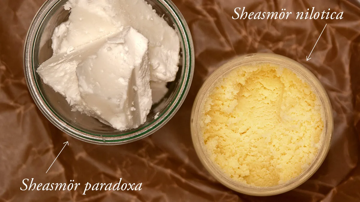 Sheasmör Nilotica och Sheasmör paradoxa