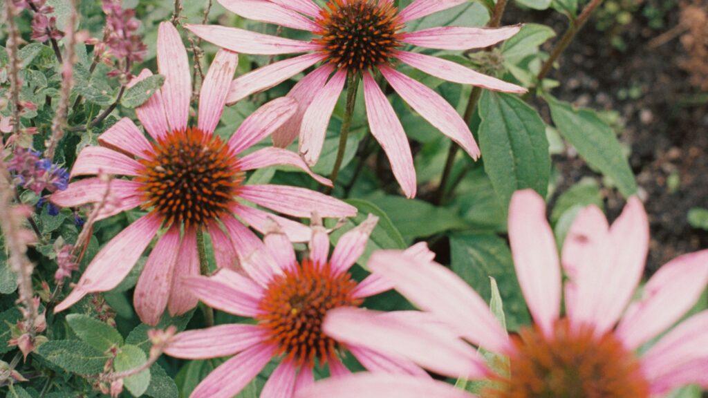 Blommande Echinacea Röd solhatt