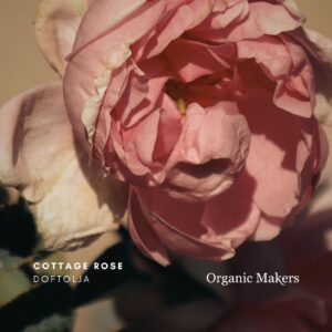 Cottage Rose Doftolja