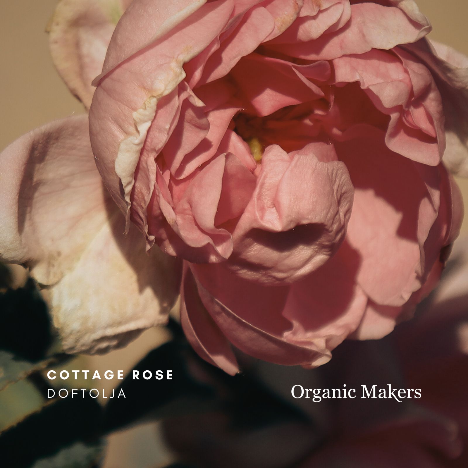 Cottage Rose Doftolja