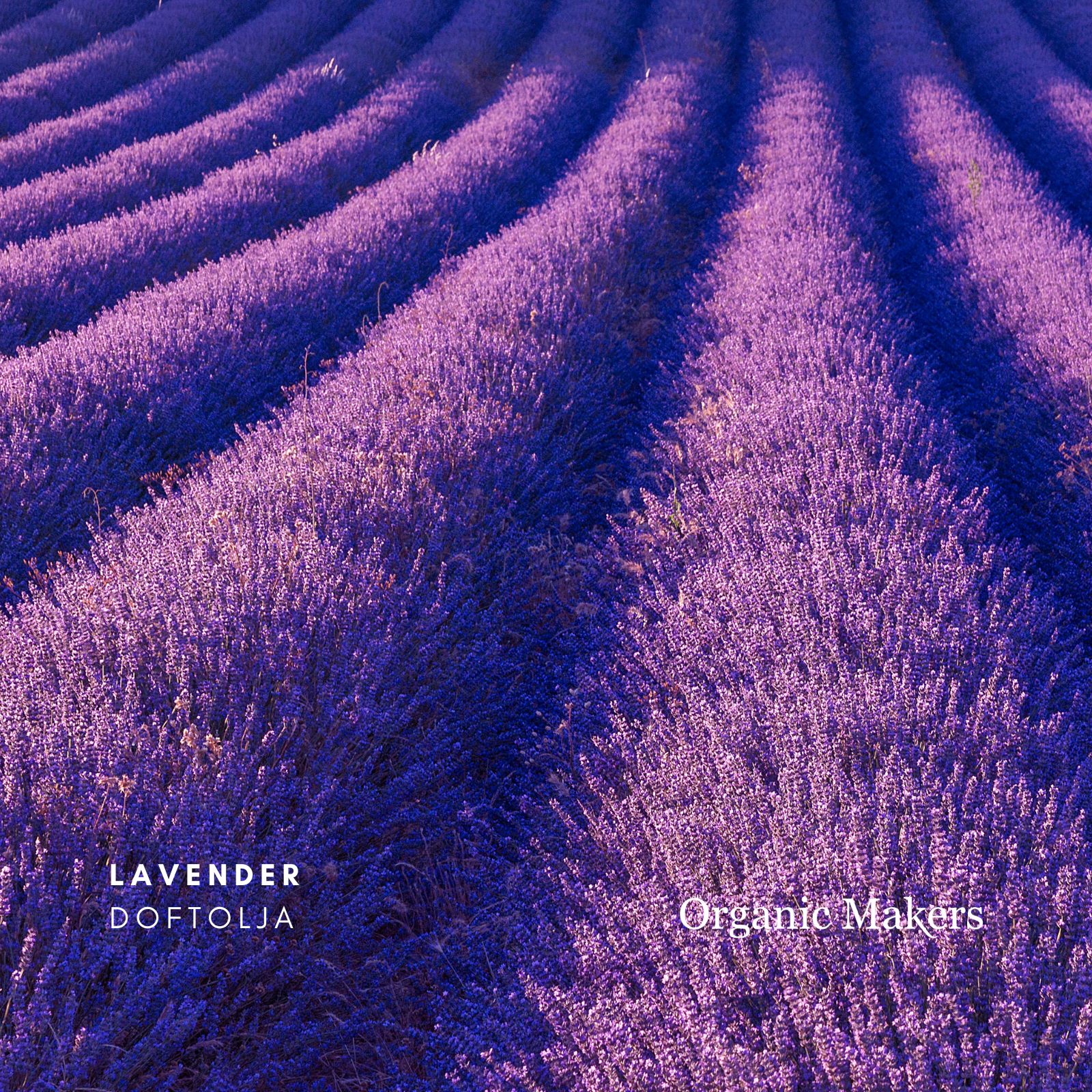 Lavender doftolja