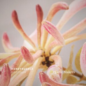 Honeysuckle doftolja för hudvård, tvål, parfym & doftljus