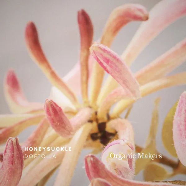 Honeysuckle doftolja för hudvård, tvål, parfym & doftljus